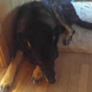 Meet your Posher, Genesis